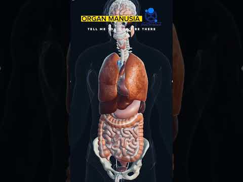 Organ Manusia 123