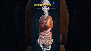 Organ Manusia 123 go #anatomy