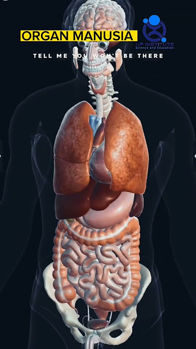 Organ Manusia 123 go #anatomy