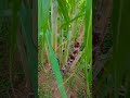 Fresh Sugarcane Plant in My Garden 🍃 | Nature Vlog@Sundarikitchens#farming #villagelife #natural