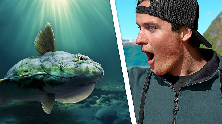 GIGANTERNA FRÅN DJUPET – Vi mötte havets monster i Norge!