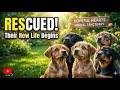 2026 Puppies Playing &amp; Barking! The Cutest Animal Video in 4K.