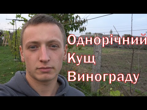4K. Однорічний кущ