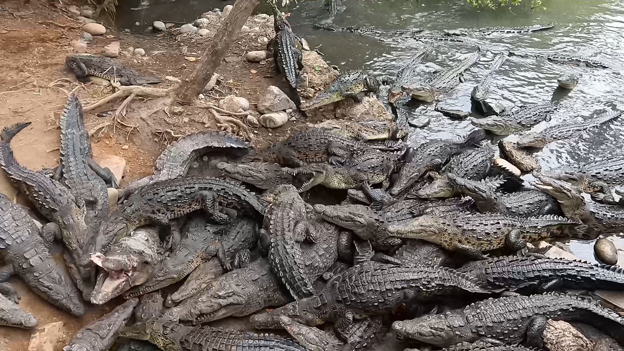 Ixtapa Zihuatanejo. ¿Qué lugares conocer? Mi visita, parte 2 YouTube