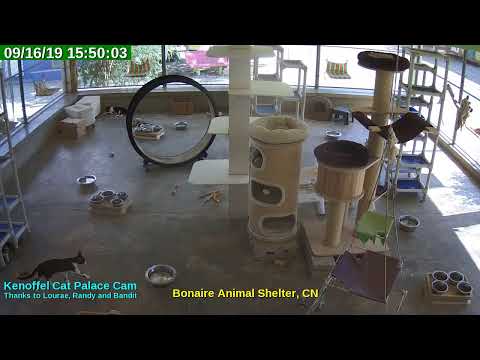 video editing software free Animal Shelter Bonaire Live Stream