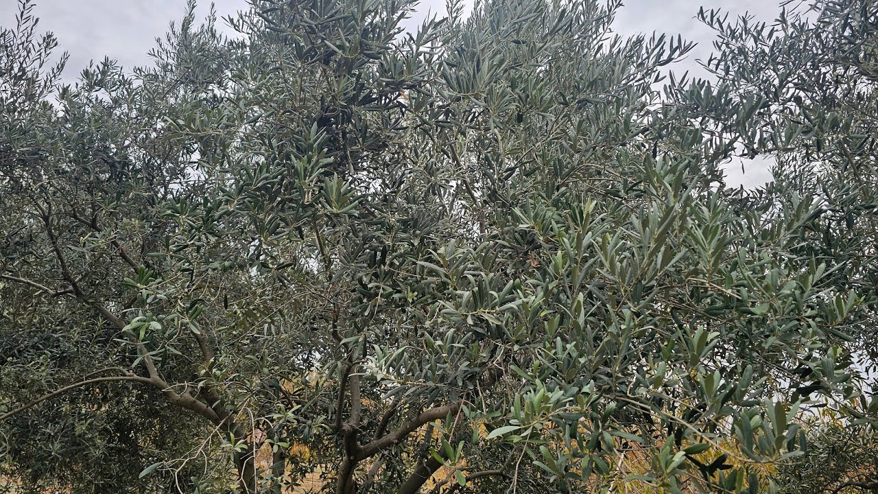 ZEYTİN AĞAÇLARINA HASAT SONRASI BAKIM NASIL YAPILIR?💯ZEYTİN AĞAÇLARINA REZERV UYGULAMA💥