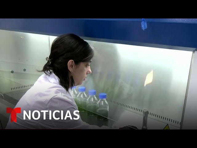 Diseñan fotobiorreactor para producir oxígeno en Argentina | Noticias Telemundo