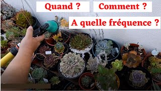 Comment arroser les succulentes en été ?