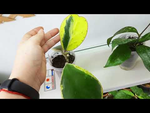 (Hoya) Мої хойї,