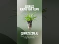 OzGrass Kikuyu Turf Plugs
