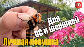 Ловушка для ос и шершней