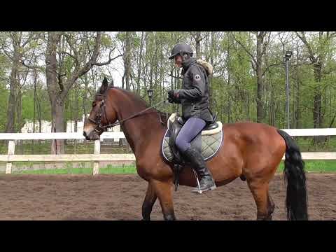 Видео: Урок верховой езды для начинающих