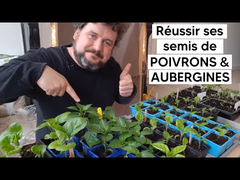 Vidéo: Poivron Doux : Pousse Par Semis