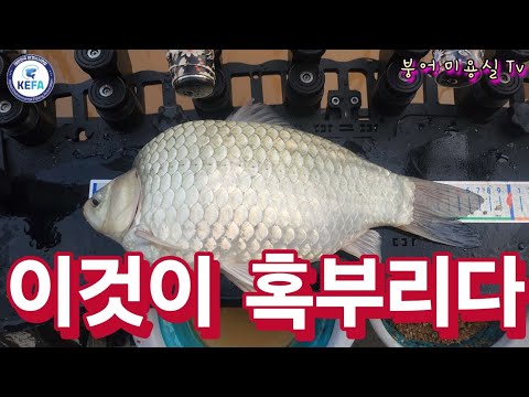 포기란없다  마동석붕어 체포