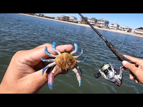 how-to-rig-&-fish-artificial-crabs-+-non-stop-action-on-big-fish-w/cut-blue-crabs