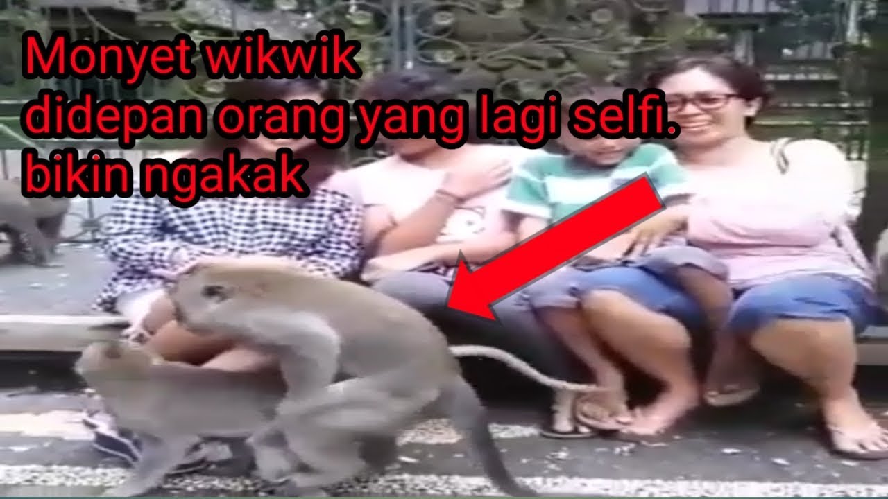 Viral Monyet Wikwik Didepan Orang Yang Lagi Selfi Bikin Ngakak