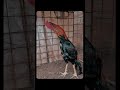 Frango Índio Bico curto Crista ferrão 🐓🖤 #galinha #vidanocampo #aves #chicken #animal