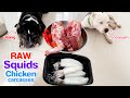 Pit Bulls 1st time eat RAW Squids, Chicken carcasses, livers and salad [ASMR] MUKBANG BARF [咀嚼音]