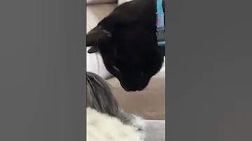 Annoyed cat gives dog intense stare-down