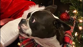 Boston Terrier’s First Visit to Santa