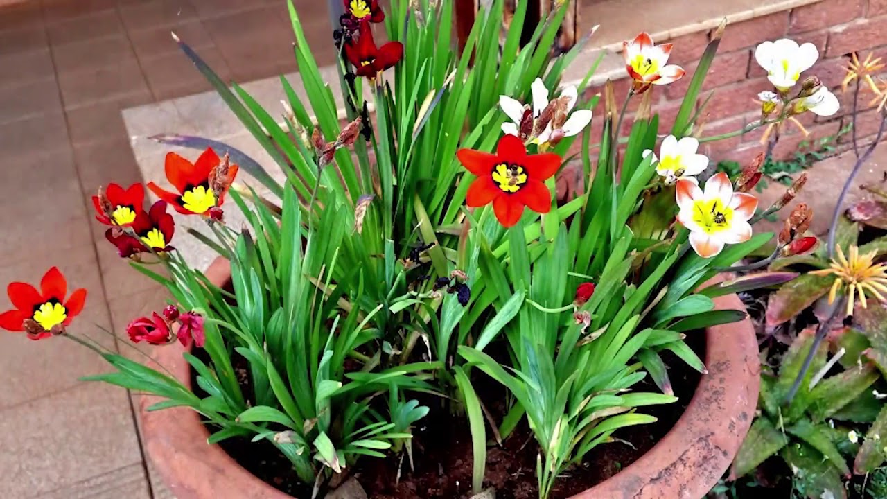 Winter Flower Bulbs Sparaxis Exotic Flower Bulbs In India Youtube