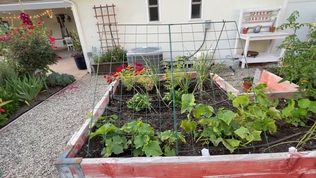 Cucumber Trellis!