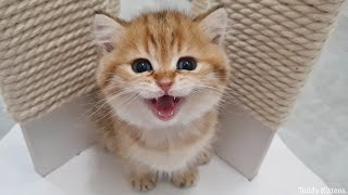 The kitten meows Too cute