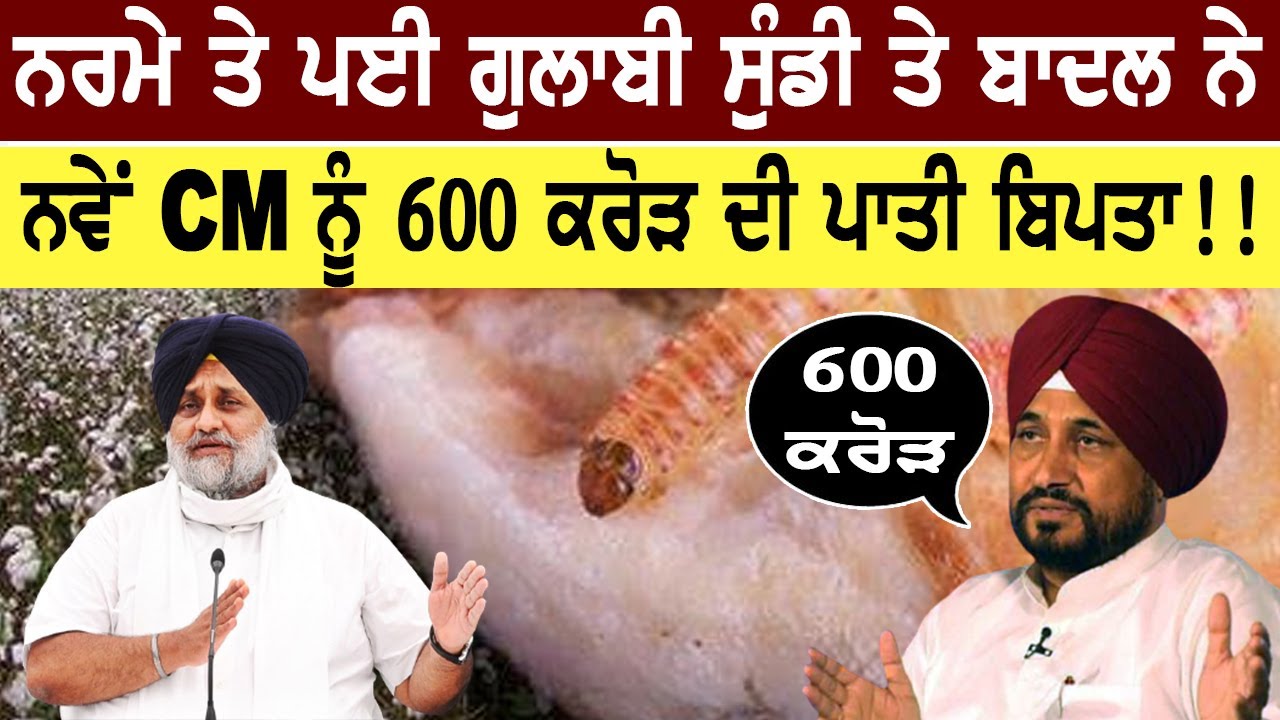 Sukhbir Badal on pink Woolworm on Cotton /ਨਰਮੇ ਤੇ ਪਈ ਸੁੰਡੀ ਤੇ ਬਾਦਲ ਨੇ CM ਨੂੰ 600 ਕਰੋੜ ਦੀ ਪਾਤੀ ਬਿਪਤਾ!