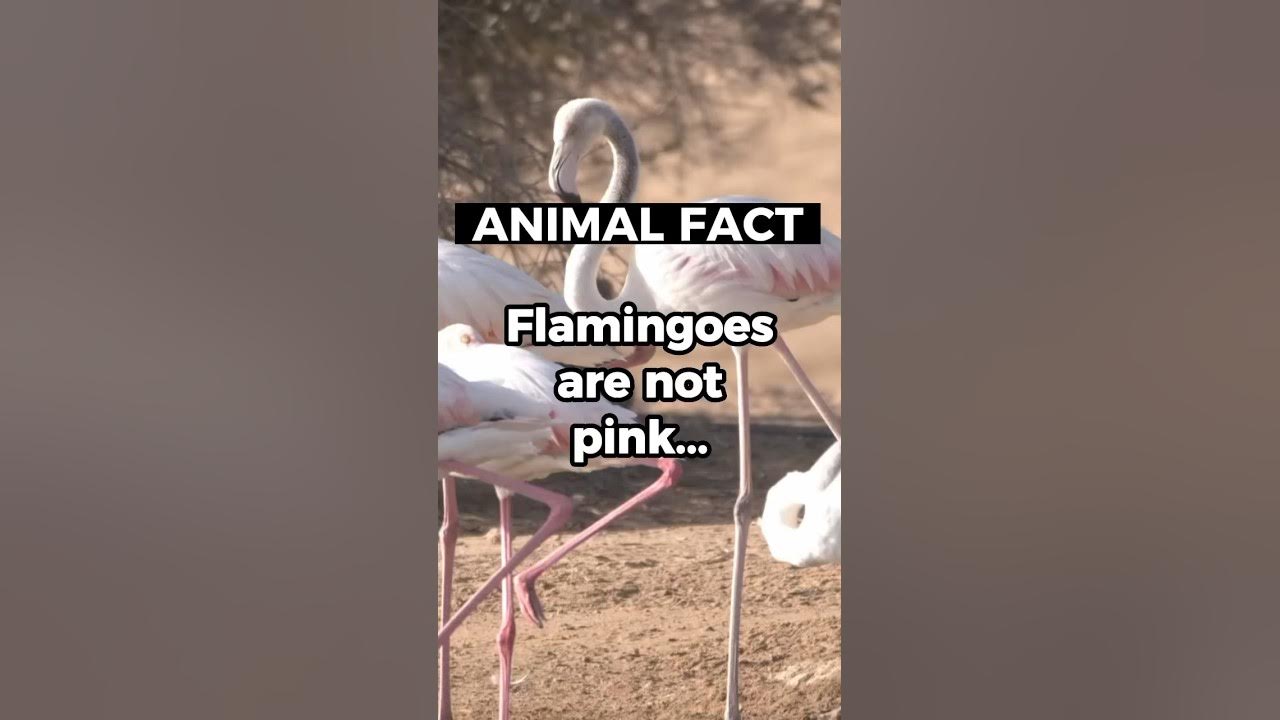 Shocking Flamingo Revelation The Truth Behind Their Pink Appearance