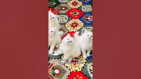 Watch the video about Blue Eyes Persian Kittens For Sale in Thane #persiancat #pune #thane #nashik #ragdoll #himalayancat