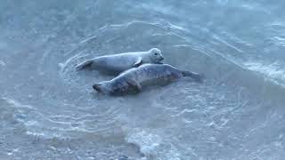 Great Orme Grey Seals