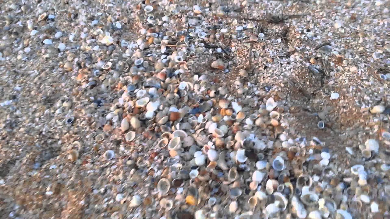 Sunrise & Seashells St Augustine Florida 3/29/13 YouTube