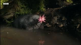 The Weird and Wonderful Star-Nosed Mole | Mammals | BBC Earth