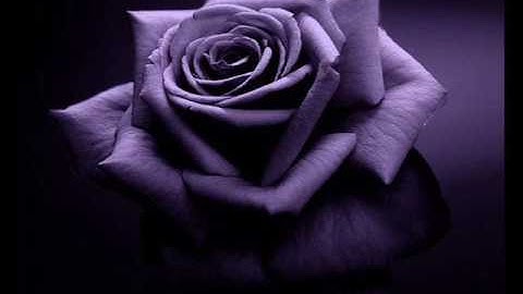 سورة الحاقه 69 بصوت الشيخ محمد صديق المنشاوى