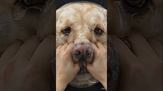 Dog slime face        #ai #asmr #relaxing #satisfying #slime #viral