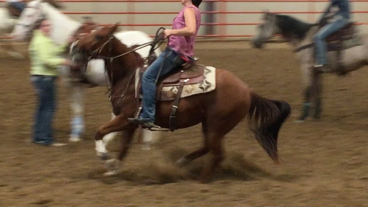 Working With An Unbroken Horse, Week 4 YouTube