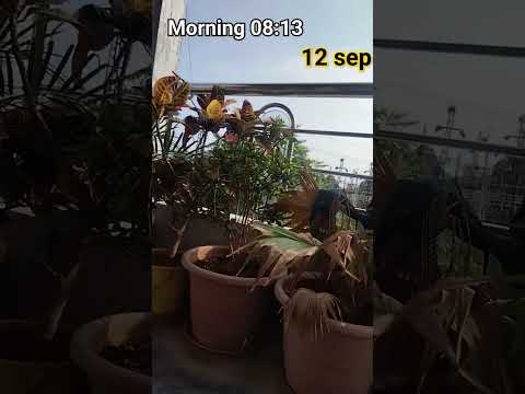 daliy vlogs #shorts