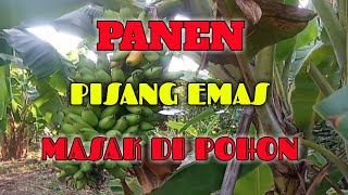 PANEN PISANG EMAS(@azel Oppo channel) PANEN PISANG EMAS(@azel Oppo channel)