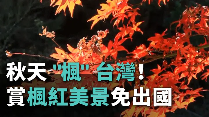 秋天"枫"台湾！赏枫红美景免出国【央广新闻】 - 天天要闻