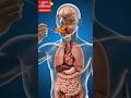 “The Hidden Effects of Chicken Tikka Masala on Your Body" 🍛”#EducationalVideo#ScienceVideo