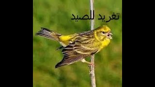 تغريد البسبوس للصيد