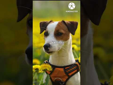 اغرب المعلومات عن الكلاب