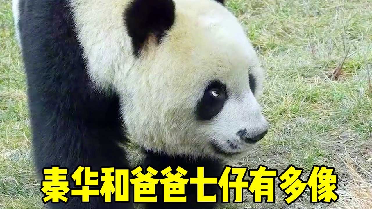 大熊貓秦華和爸爸七仔有多像，別的熊貓是認大臉盤，清華全靠眼神辨別！【辣豆娱乐】