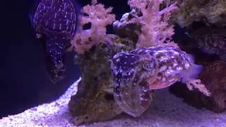 Dwarf Cuttlefish (Sepia bandensis) Passing Cloud Display - Seattle Aquarium