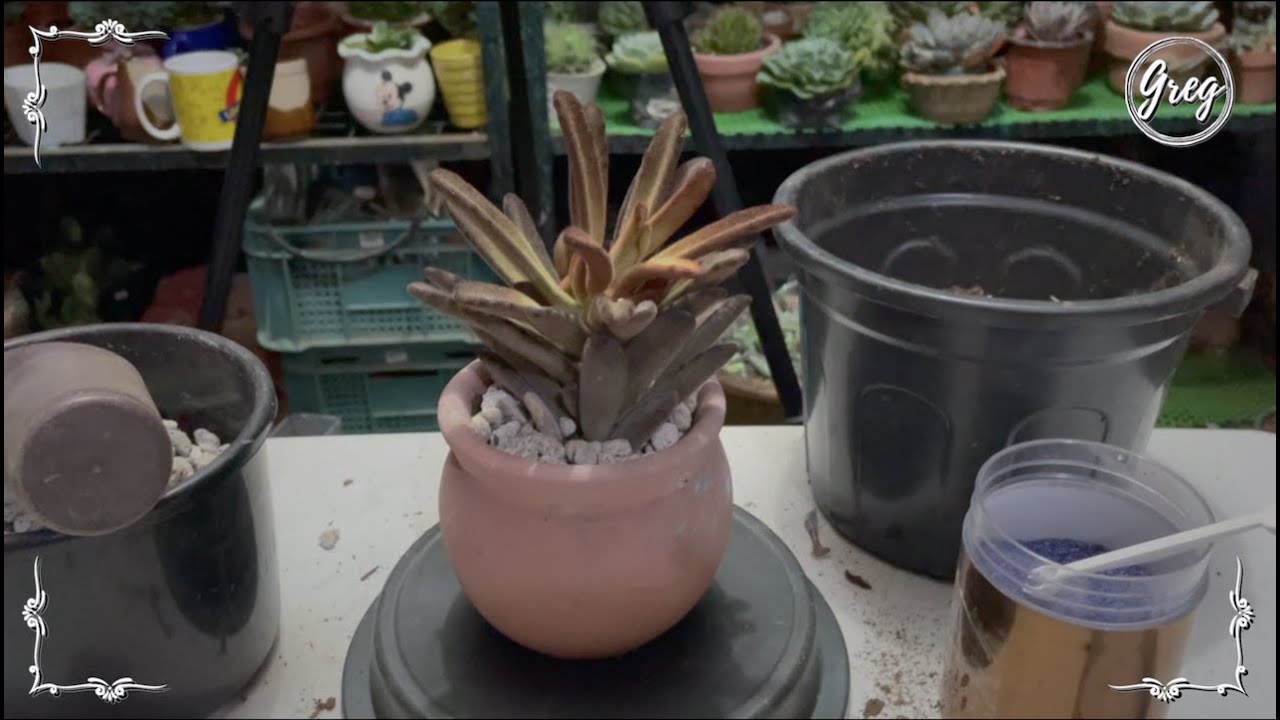 050 Kalanchoe tomentosa 'Cinnamon' Repotting YouTube