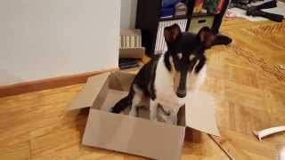 Playing 101 Things To Do With A Box