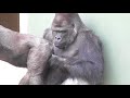 Shabani シャバーニ Gorilla families are close. ゴリラの家族は なかよし。キヨマサ、アニー、アイ、ネネ  Kiyomasa Nene Ai Annie - #32