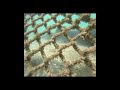 #odysseyoftheseas, Nassau Excursion Dolphins and Stingrays #royalcaribbeancruiseship