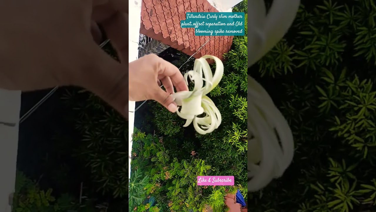 Tillandsia Curly slim mother,Pup and old blooming sike