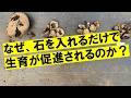 肥料なし！石を入れるだけで育つ謎に迫る！